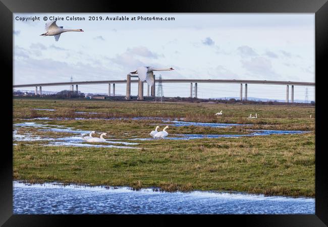 Geese flying Sheppey Bridge Framed Print by Claire Colston