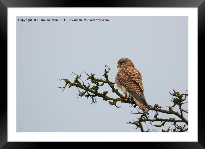 Kestrel Framed Mounted Print by Claire Colston