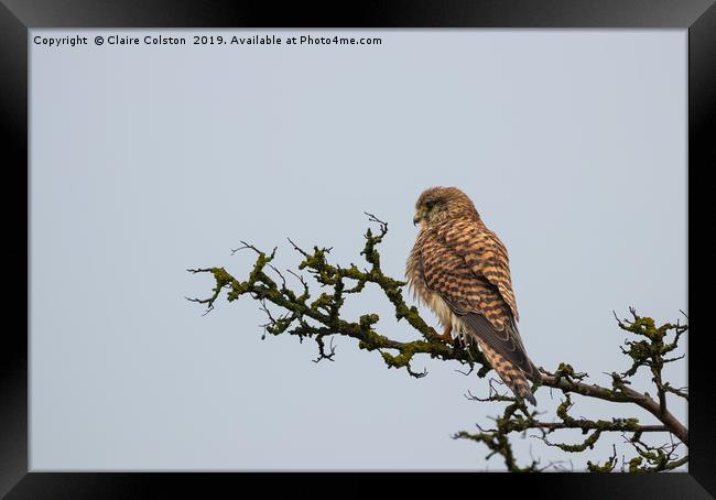 Kestrel Framed Print by Claire Colston