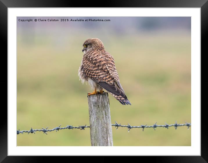 Kestrel Framed Mounted Print by Claire Colston