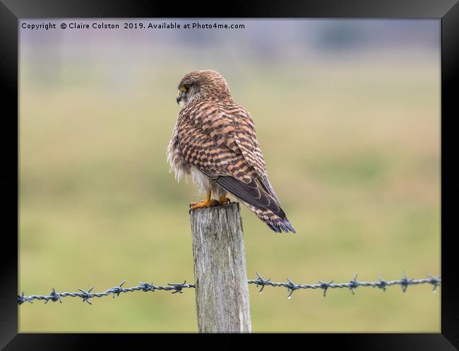 Kestrel Framed Print by Claire Colston