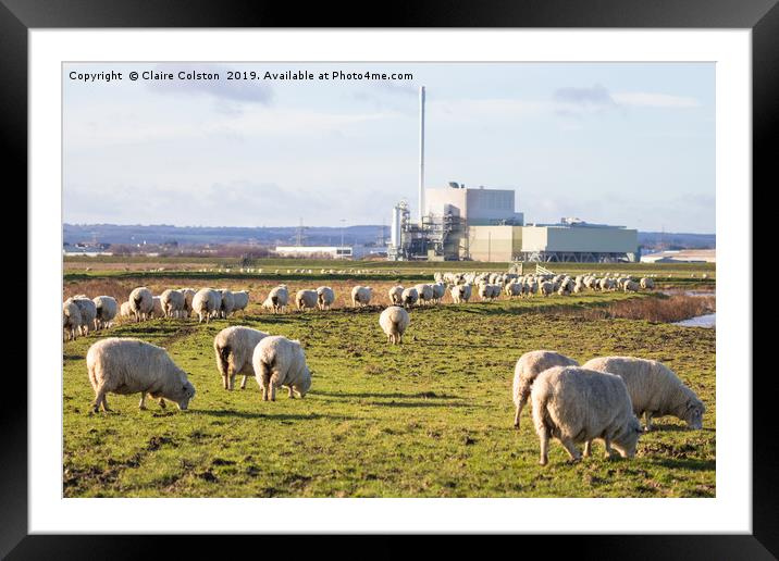 Sheep in Sheppey Framed Mounted Print by Claire Colston