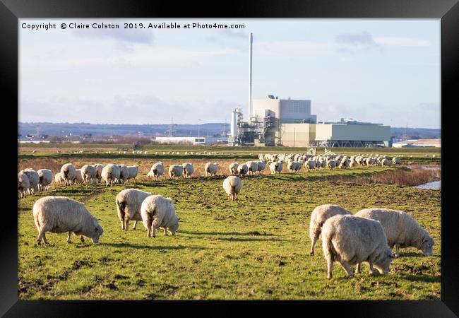 Sheep in Sheppey Framed Print by Claire Colston