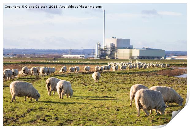 Sheep in Sheppey Print by Claire Colston