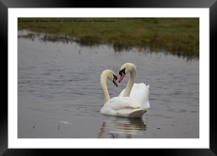 Swans Heart Framed Mounted Print by Claire Colston
