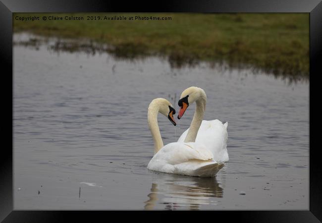 Swans Heart Framed Print by Claire Colston