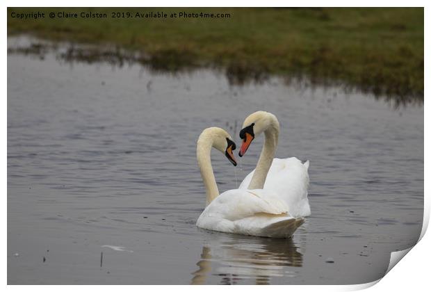 Swans Heart Print by Claire Colston