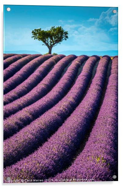 Lavender fields Valensole France Acrylic by Chris Warren