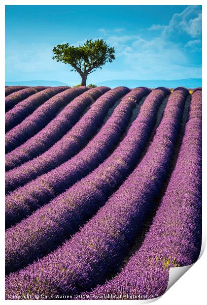 Lavender fields Valensole France Print by Chris Warren
