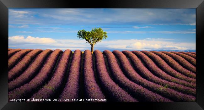 Lavender fields Valensole Plateau Provence France Framed Print by Chris Warren