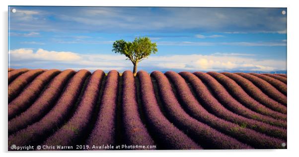 Lavender fields Valensole Plateau Provence France Acrylic by Chris Warren
