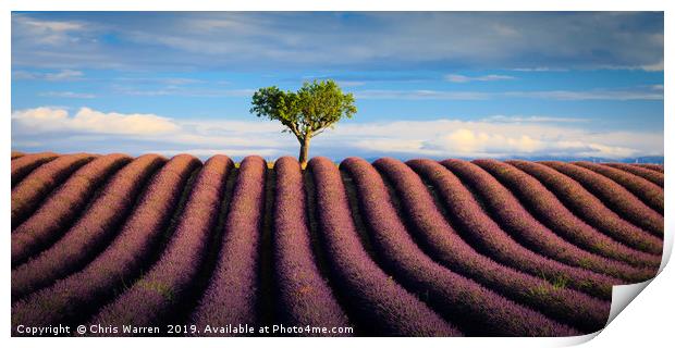 Lavender fields Valensole Plateau Provence France Print by Chris Warren