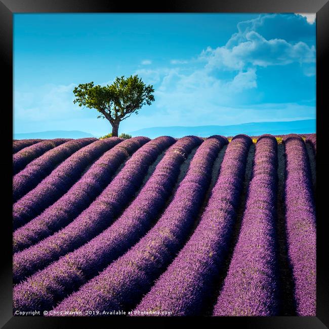 Lavender fields Valensole Provence France Framed Print by Chris Warren