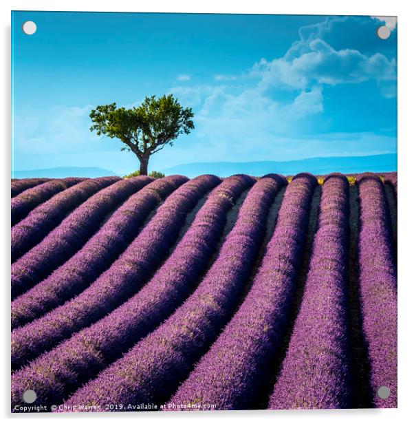Lavender fields Valensole Provence France Acrylic by Chris Warren