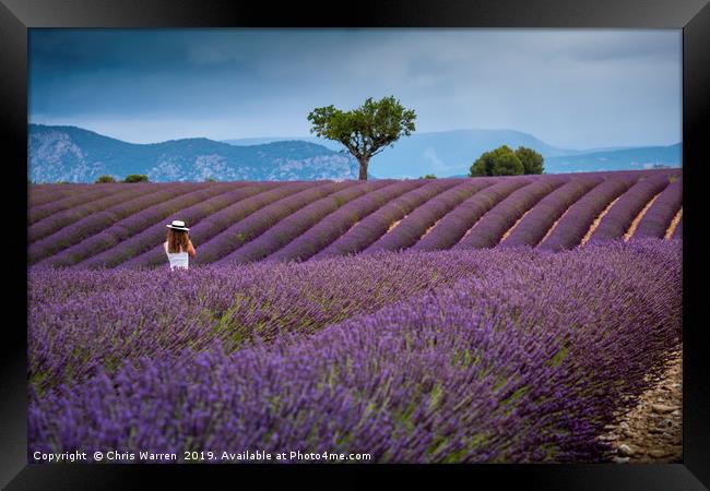 Lady amongst the Lavender fields Provence Framed Print by Chris Warren