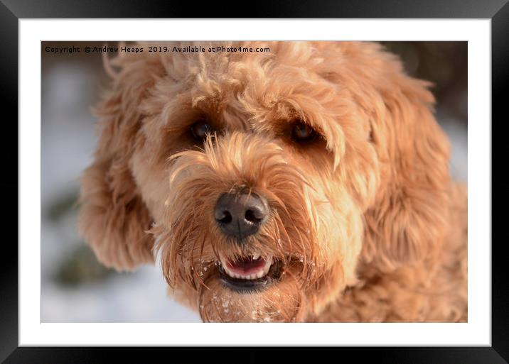 Golden Doodle Framed Mounted Print by Andrew Heaps
