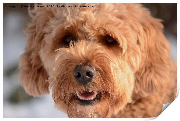 Golden Doodle Print by Andrew Heaps