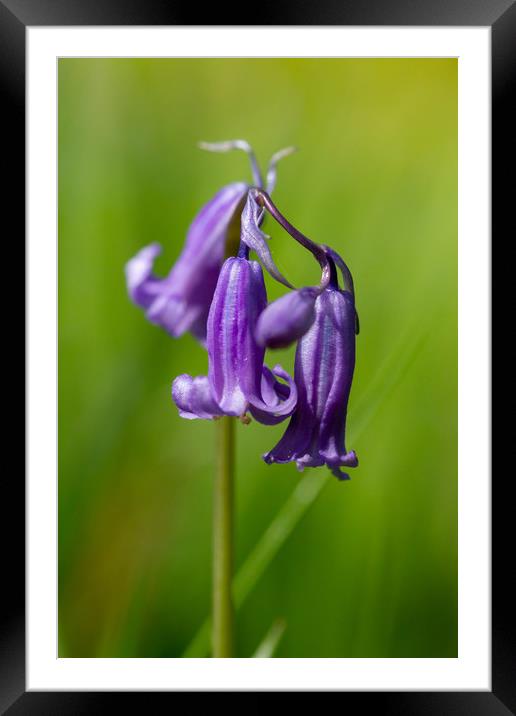 Springtime Bluebell Flower Framed Mounted Print by Images of Devon