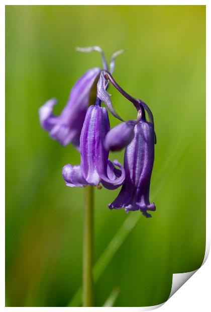 Springtime Bluebell Flower Print by Images of Devon