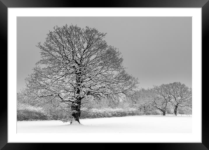 Trees in a virgin snow field - after the snow stor Framed Mounted Print by Chris Warham