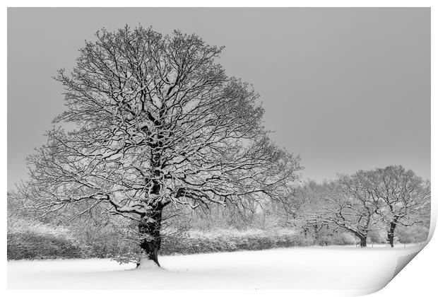 Trees in a virgin snow field - after the snow stor Print by Chris Warham