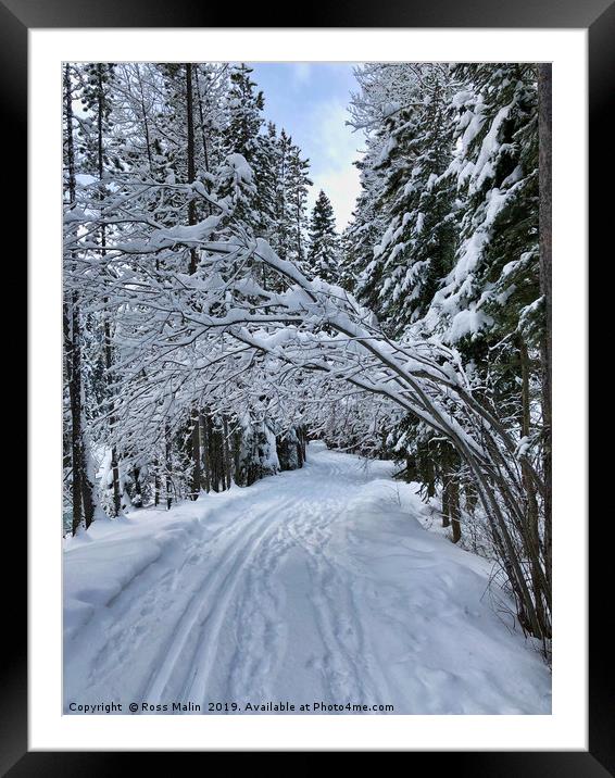 Snowy Walk through the Trees Framed Mounted Print by Ross Malin