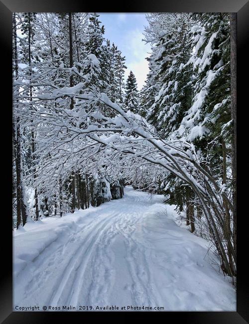 Snowy Walk through the Trees Framed Print by Ross Malin