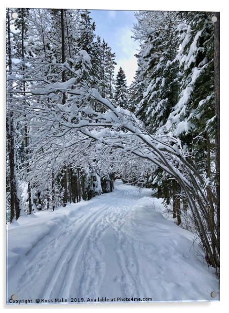 Snowy Walk through the Trees Acrylic by Ross Malin