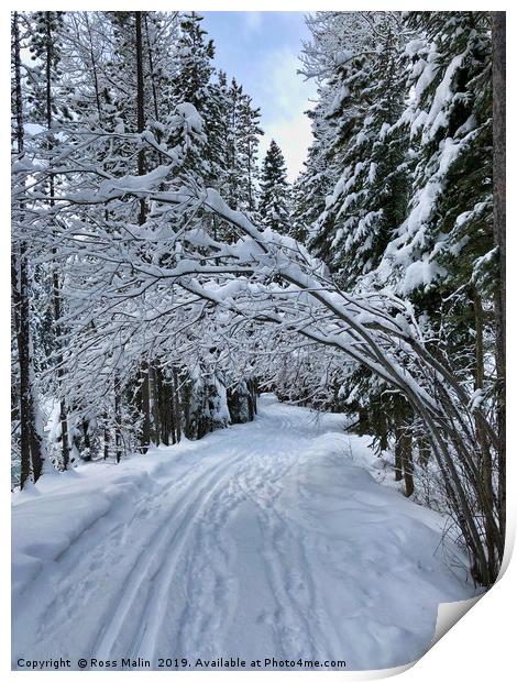 Snowy Walk through the Trees Print by Ross Malin