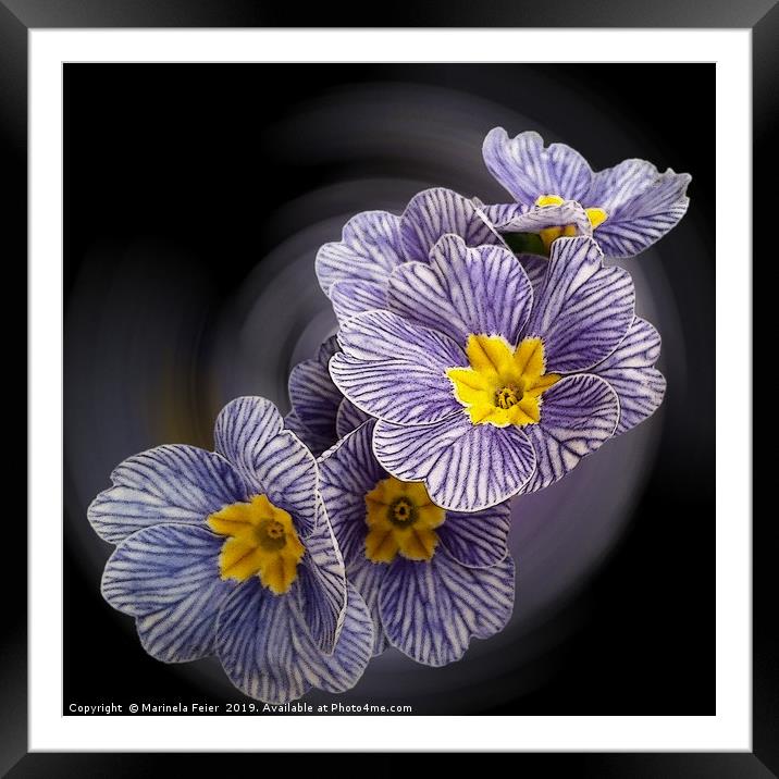 Primrose  flowers Framed Mounted Print by Marinela Feier