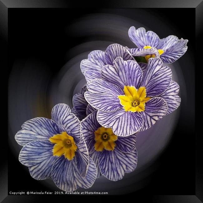 Primrose  flowers Framed Print by Marinela Feier