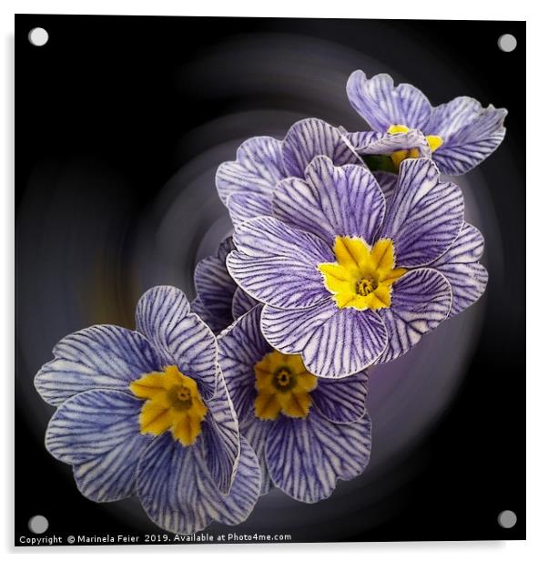Primrose  flowers Acrylic by Marinela Feier