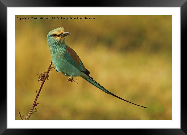 Abyssinian Roller Framed Mounted Print by Ant Marriott