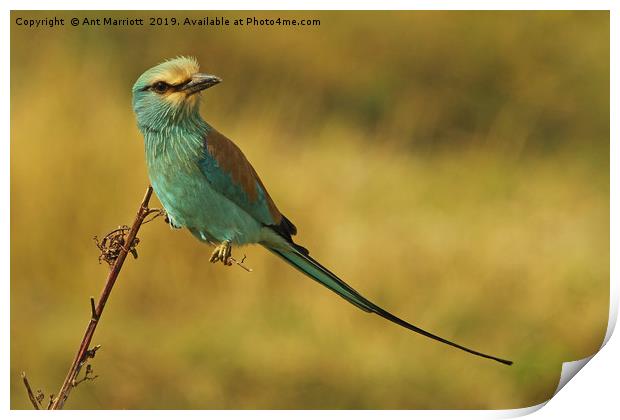 Abyssinian Roller Print by Ant Marriott