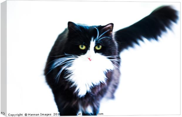 Cat Canvas Print by Hannan Images