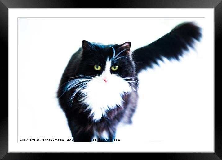 Cat Framed Mounted Print by Hannan Images
