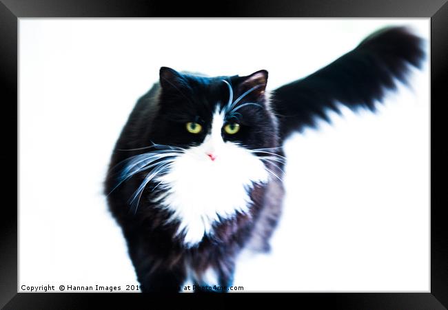 Cat Framed Print by Hannan Images