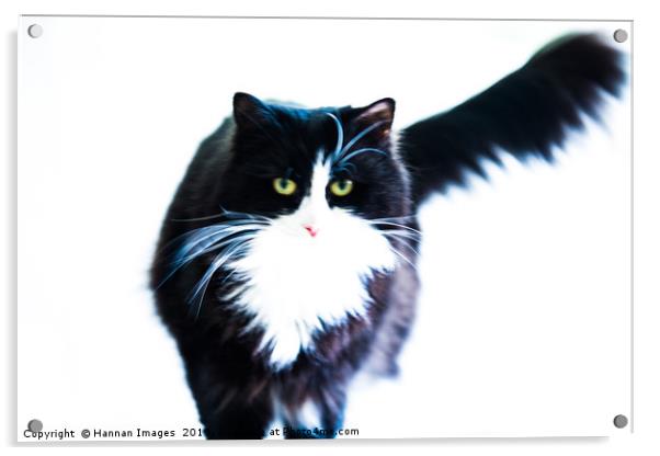 Cat Acrylic by Hannan Images