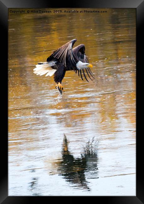 Carrying Dinner Framed Print by Mike Dawson