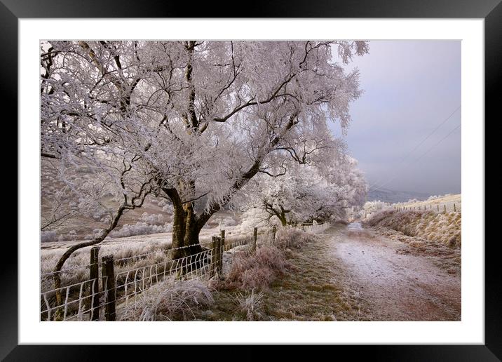 Trees covered in hoar frost  Framed Mounted Print by Jenny Hibbert