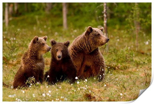 Family Brown bears in swamp Print by Jenny Hibbert
