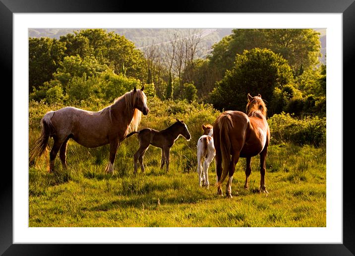 Foals and mares meet on common Framed Mounted Print by Jenny Hibbert