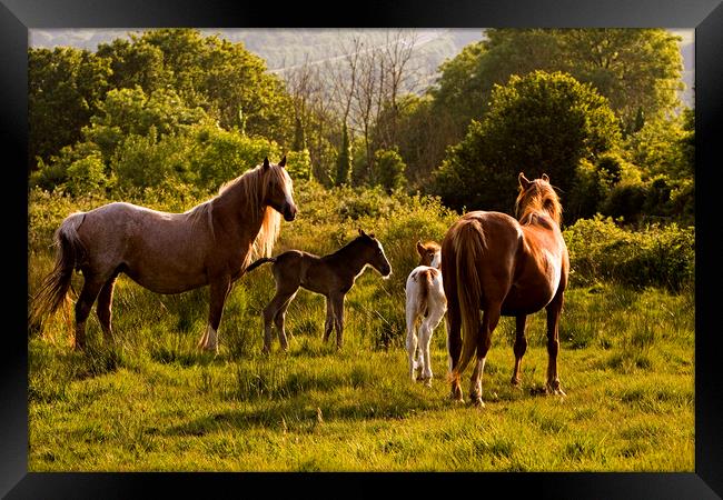 Foals and mares meet on common Framed Print by Jenny Hibbert
