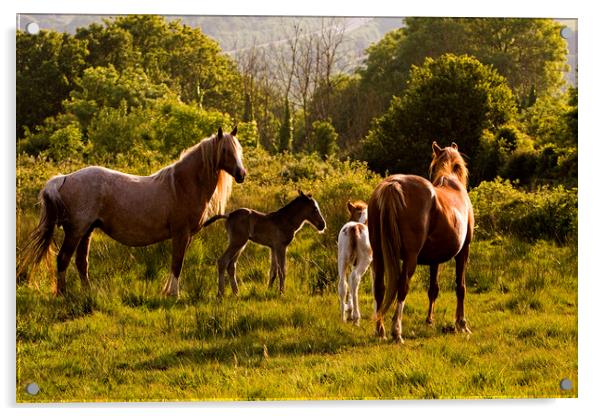 Foals and mares meet on common Acrylic by Jenny Hibbert