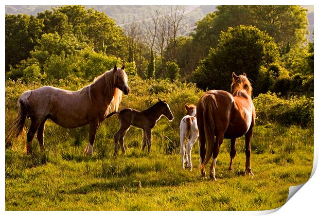 Foals and mares meet on common Print by Jenny Hibbert