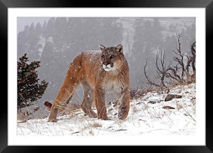 Cougar up in the mountains, North America Framed Mounted Print by Jenny Hibbert