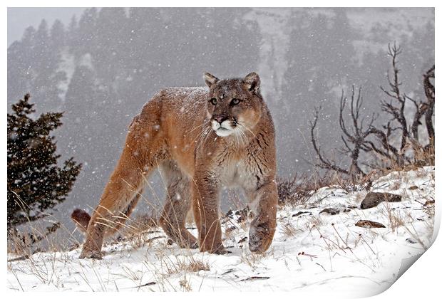 Cougar up in the mountains, North America Print by Jenny Hibbert