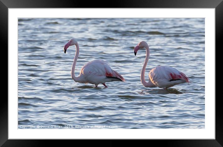 Flamingos Framed Mounted Print by David O'Brien