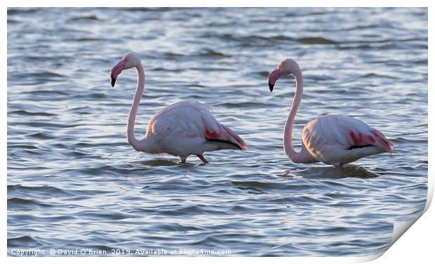 Flamingos Print by David O'Brien