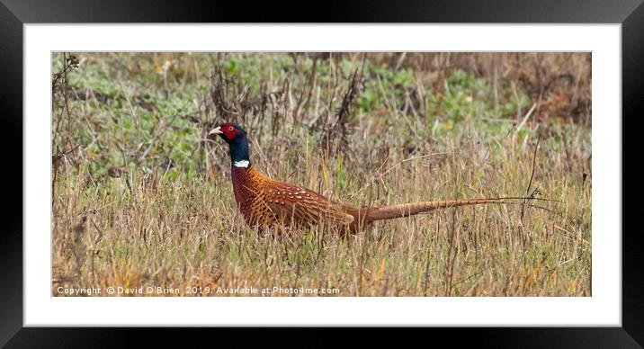 Pheasant Framed Mounted Print by David O'Brien